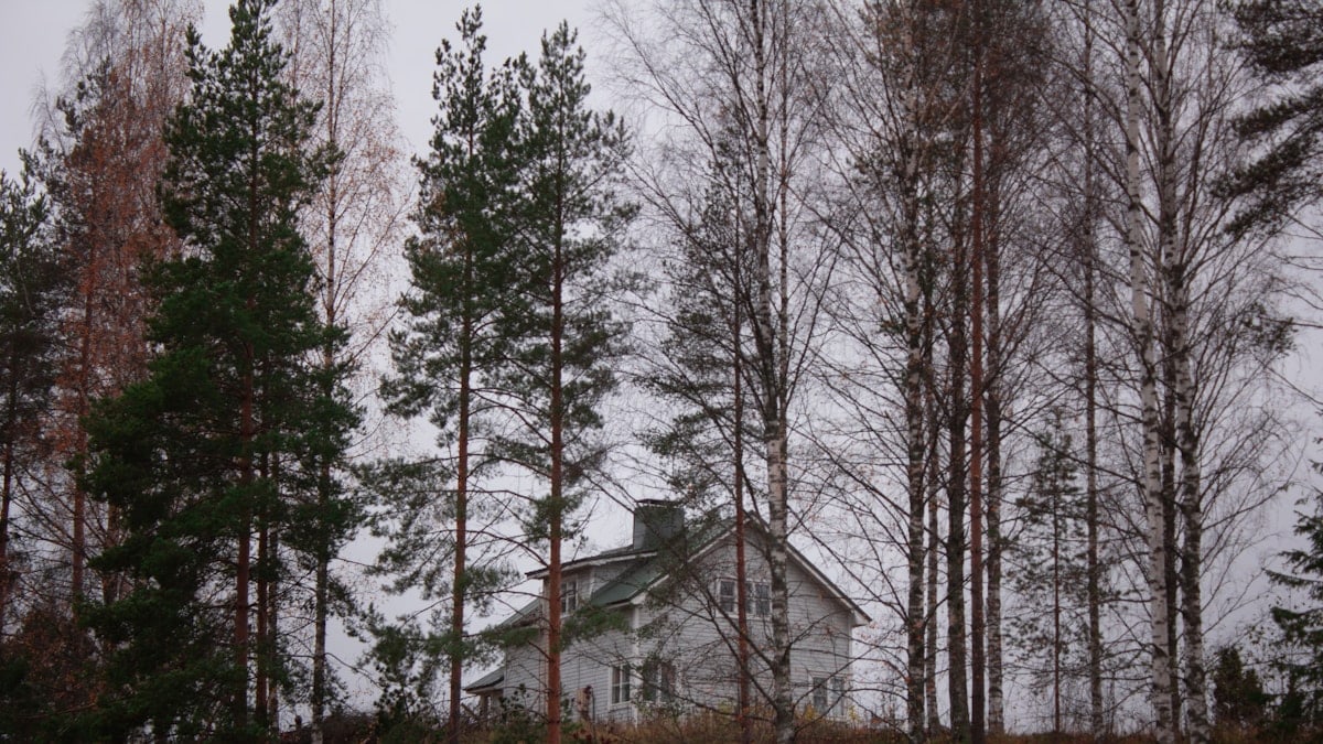 landscape photography of green-leaved trees